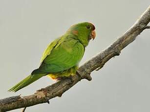 Conure de Wagler