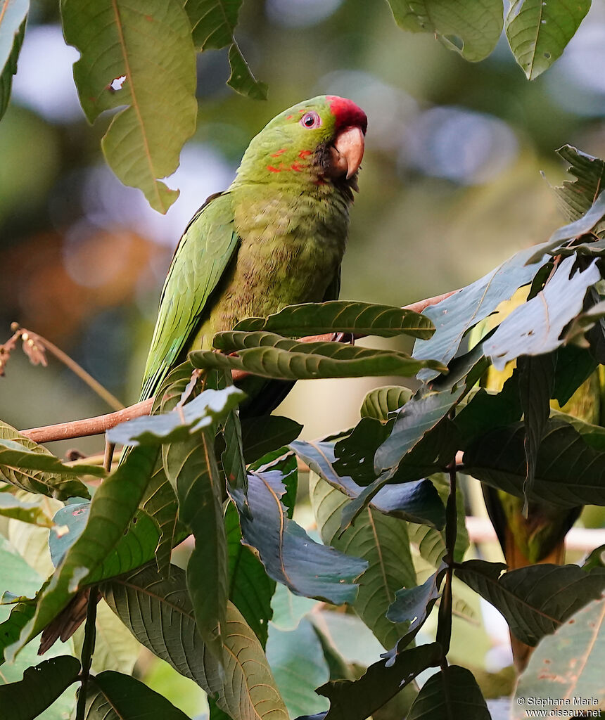 Scarlet-fronted Parakeet