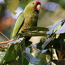 Conure de Wagler