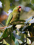 Conure de Wagler