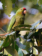 Scarlet-fronted Parakeet