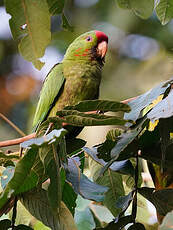 Conure de Wagler