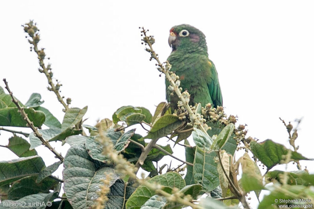 Conure des Santa Marta