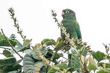 Conure des Santa Marta