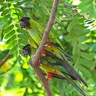 Conure nanday