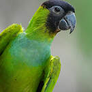 Conure nanday