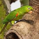 Conure pavouane