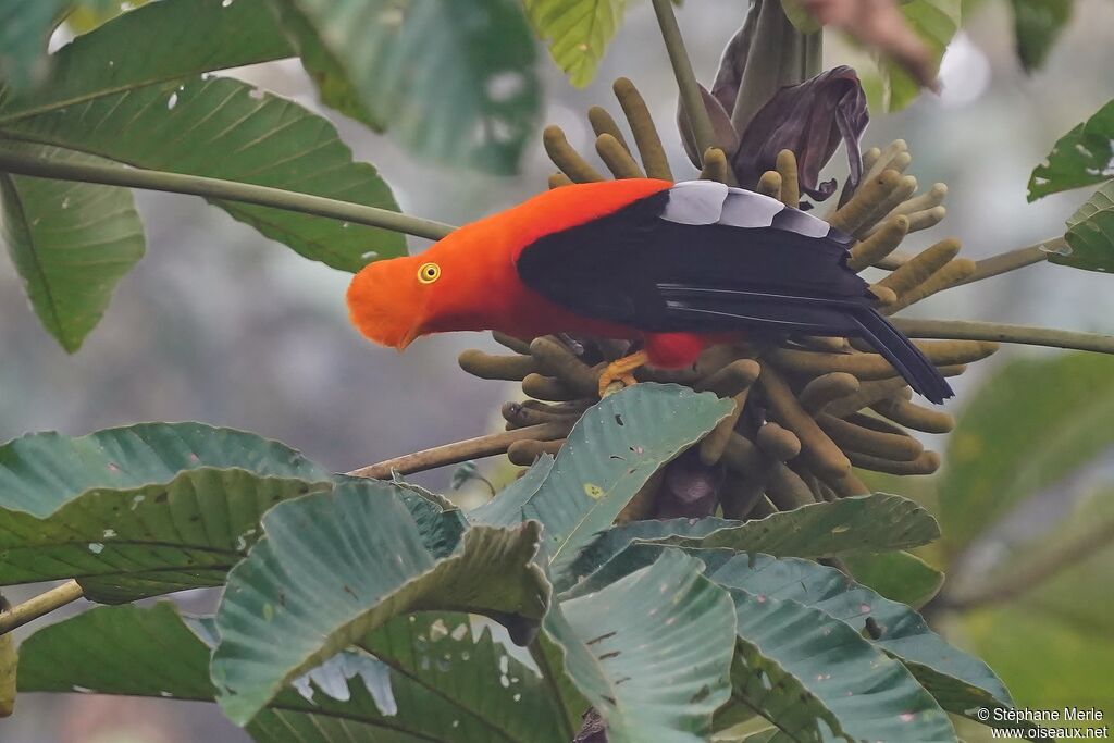 Andean Cock-of-the-rock male