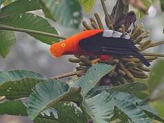 Andean Cock-of-the-rock