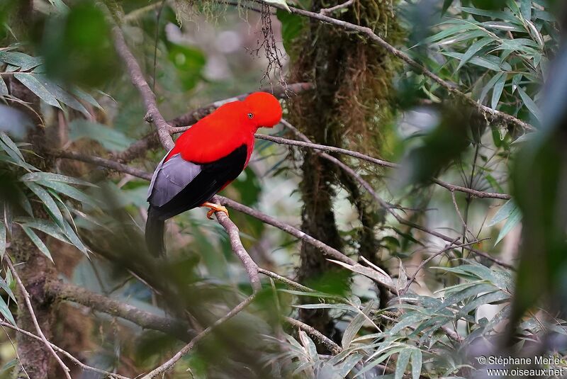 Andean Cock-of-the-rock male adult