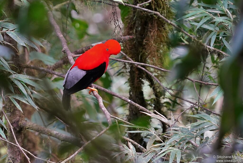 Andean Cock-of-the-rock male adult