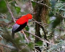 Andean Cock-of-the-rock