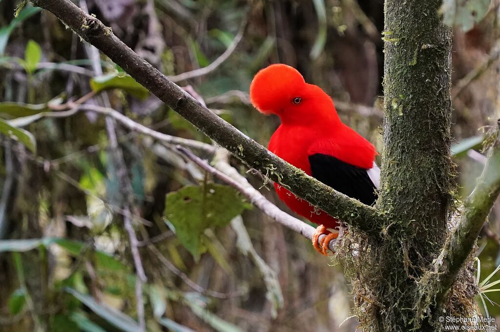 Andean Cock-of-the-rock male adult