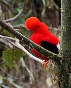 Andean Cock-of-the-rock