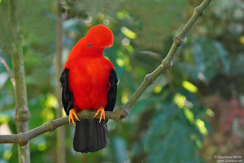 Andean Cock-of-the-rock male adult