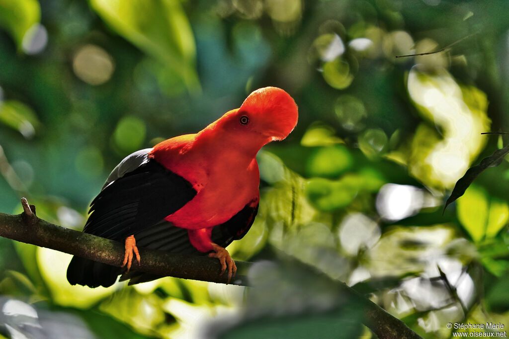 Andean Cock-of-the-rock male