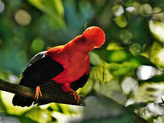 Andean Cock-of-the-rock