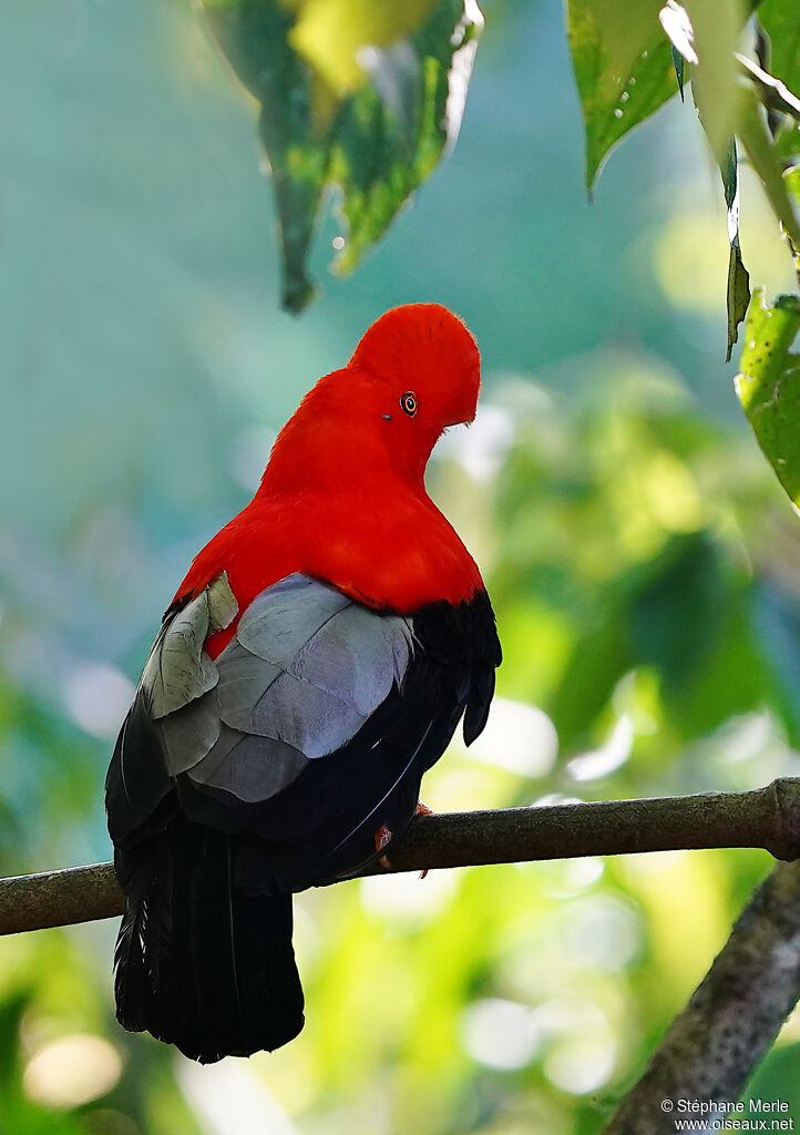 Andean Cock-of-the-rock male adult