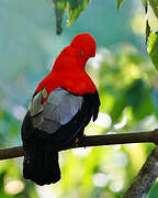 Andean Cock-of-the-rock