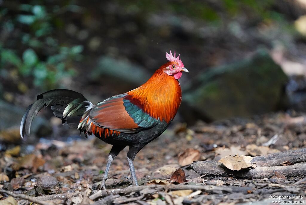 Red Junglefowl female adult