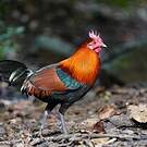 Coq bankiva