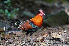 Red Junglefowl