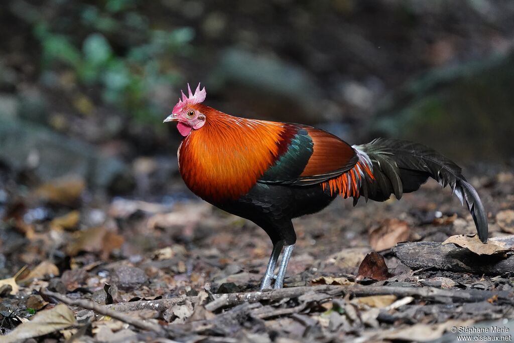 Red Junglefowl male