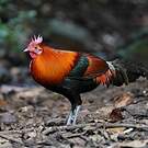Coq bankiva