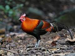 Red Junglefowl