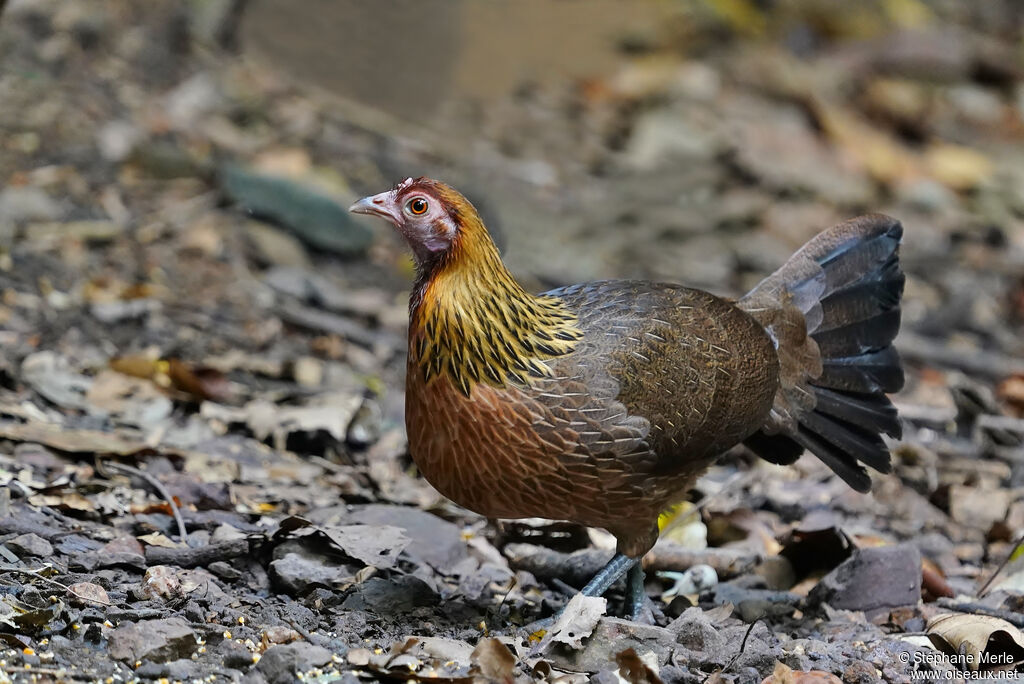 Coq bankiva femelle adulte