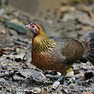 Coq bankiva