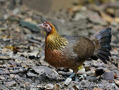 Red Junglefowl