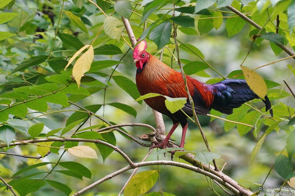 Coq de Lafayette mâle adulte