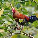 Coq de Lafayette