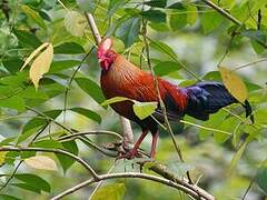 Sri Lanka Junglefowl