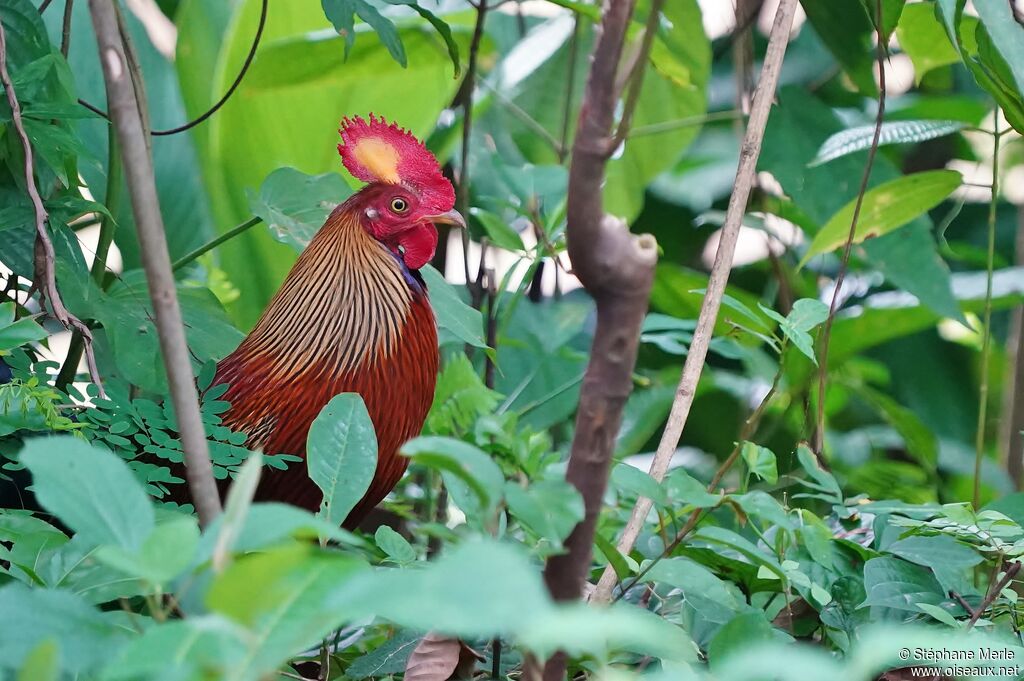 Coq de Lafayette mâle adulte