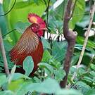 Coq de Lafayette