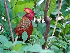 Sri Lanka Junglefowl