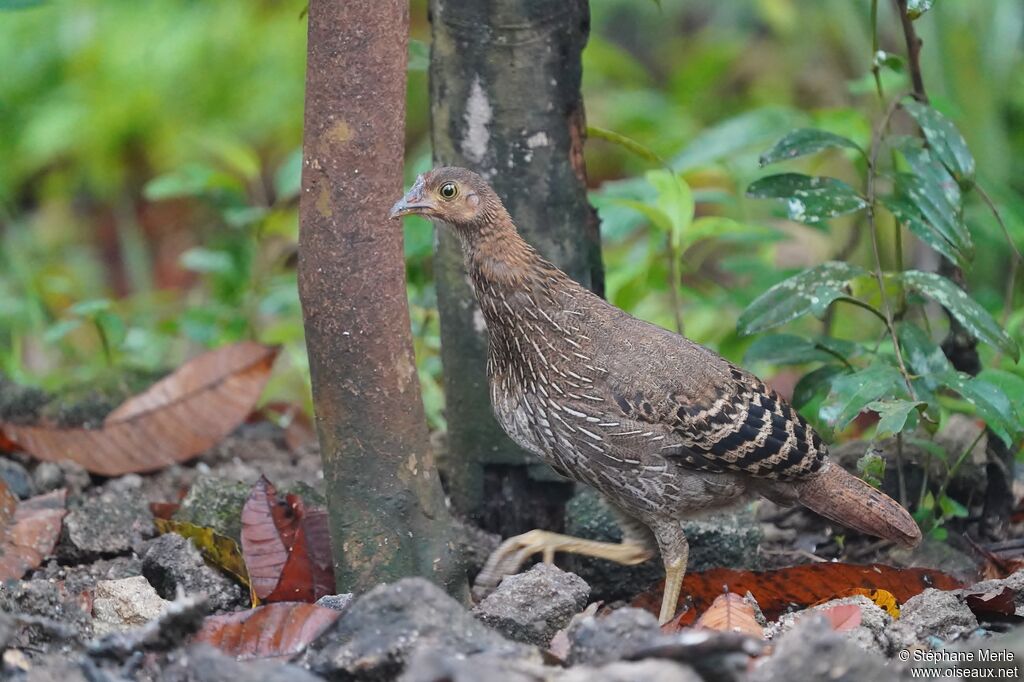 Coq de Lafayette femelle adulte