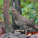 Coq de Lafayette