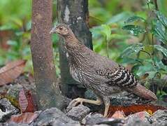 Sri Lanka Junglefowl