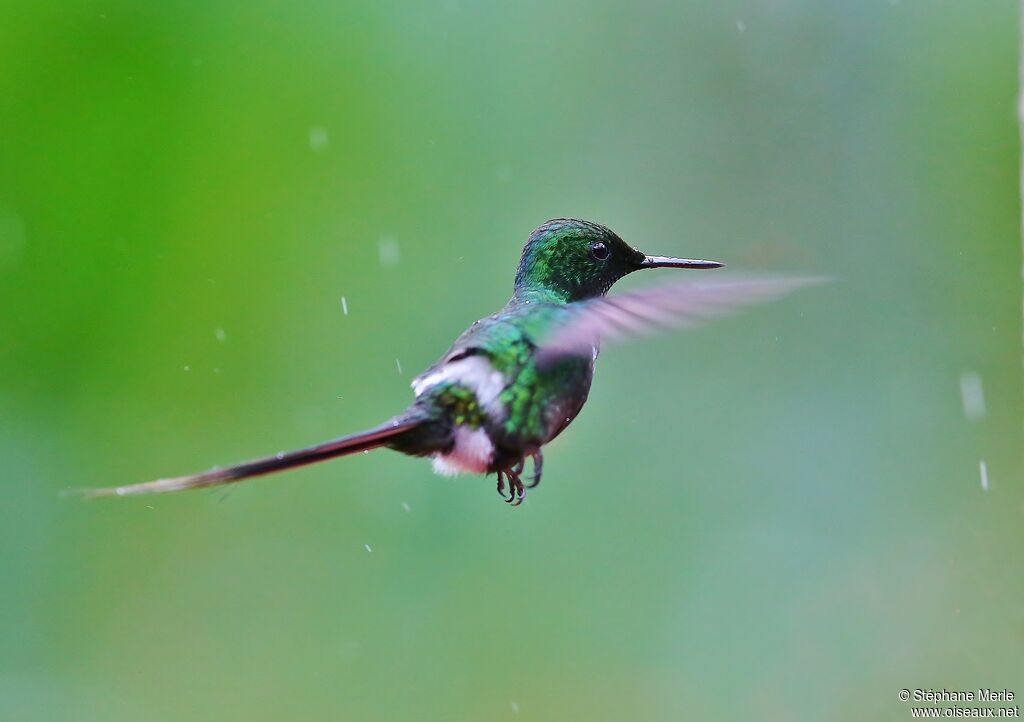 Green Thorntail male adult