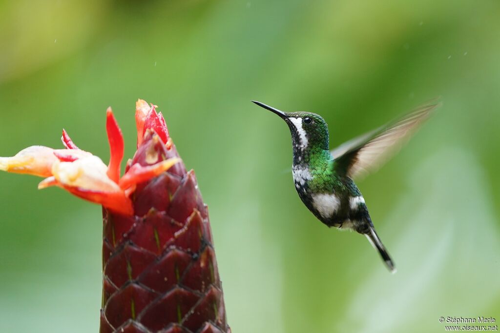 Green Thorntail female adult