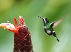 Green Thorntail