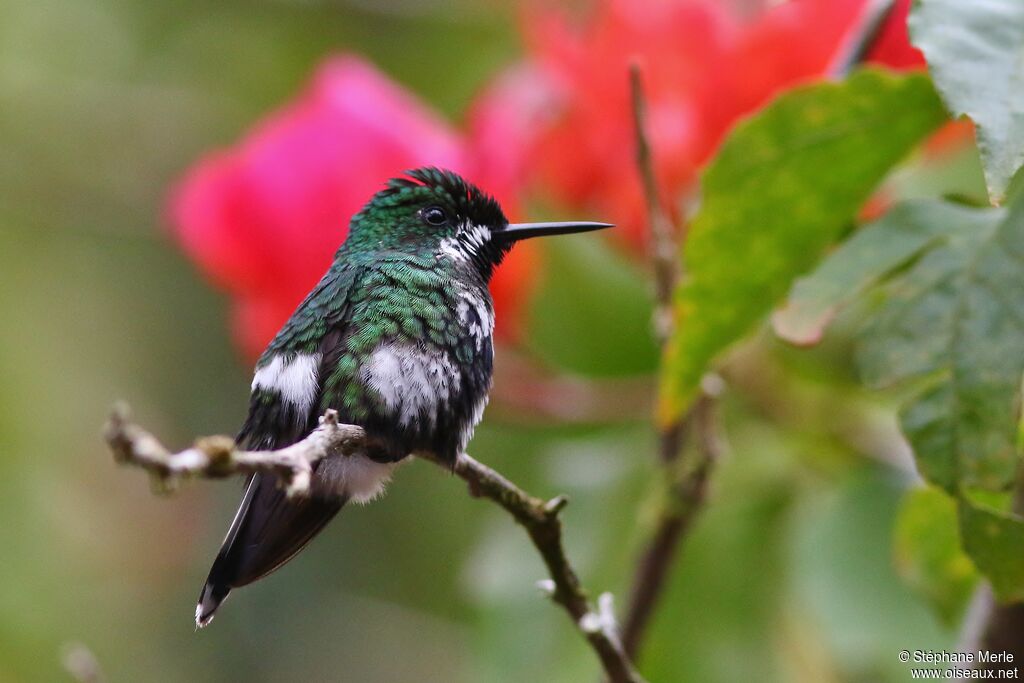 Green Thorntail female adult