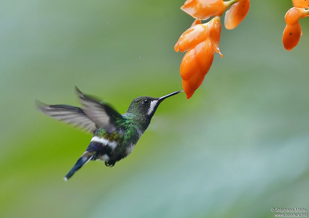 Green Thorntail female adult