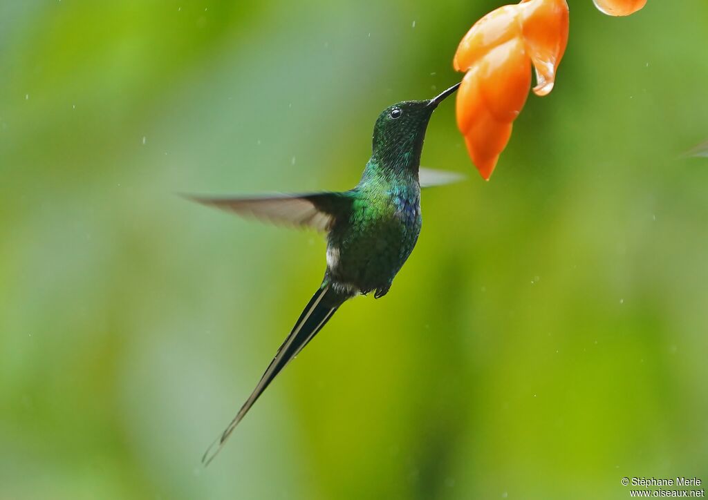 Green Thorntail male adult