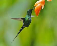 Green Thorntail