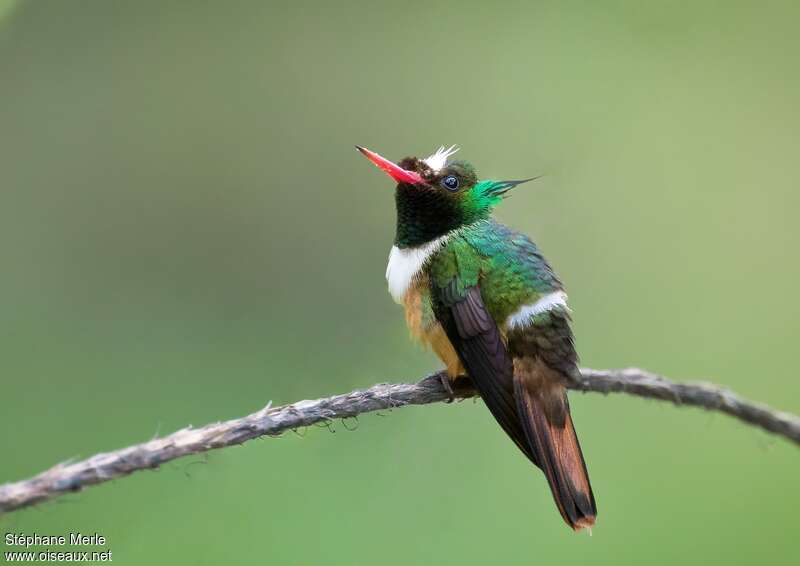 White-crested Coquette male adult