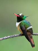 White-crested Coquette